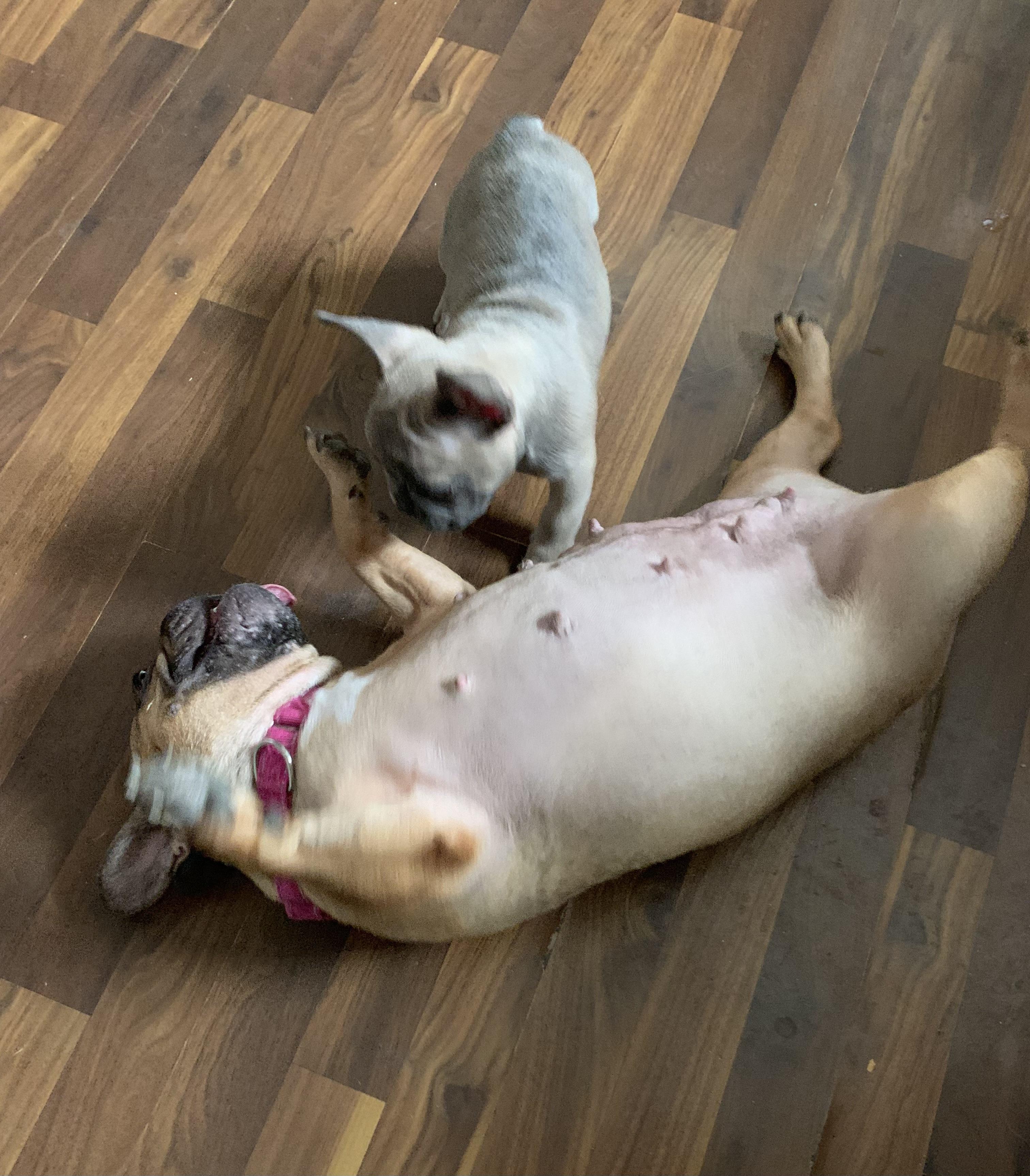 Ophelia, an adopted mixed breed in Warrenville, IL image 5/6