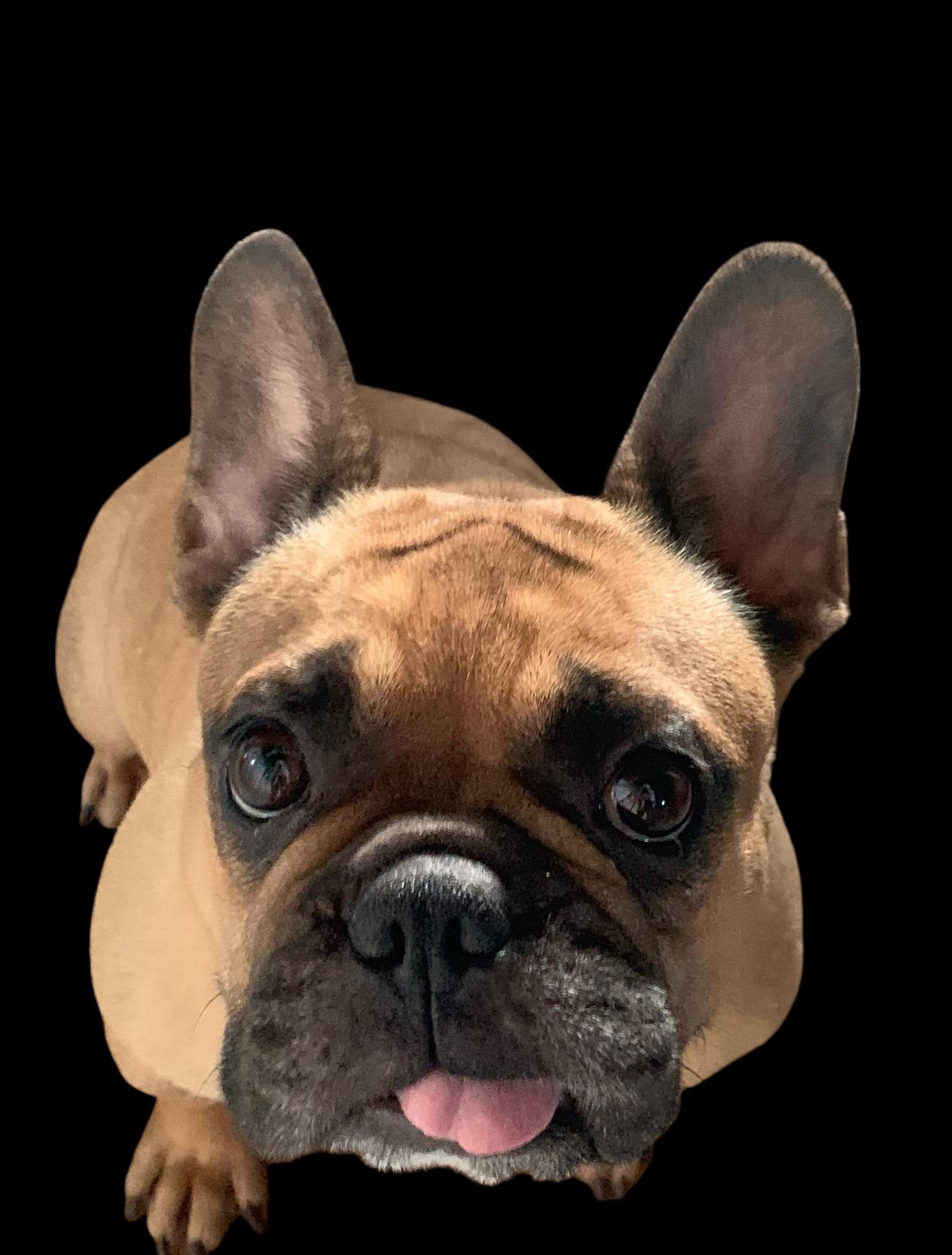 Ophelia, an adopted mixed breed in Warrenville, IL image 6/6