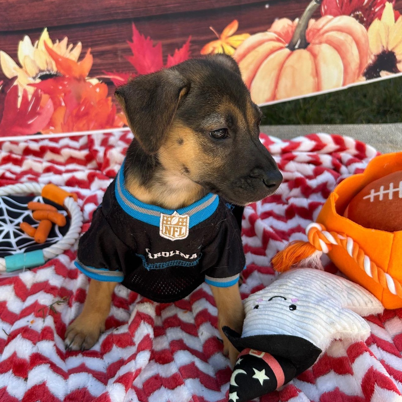 Enlarge Ava, a Adoptable mixed breed in Fort Mill, SC image 2/4