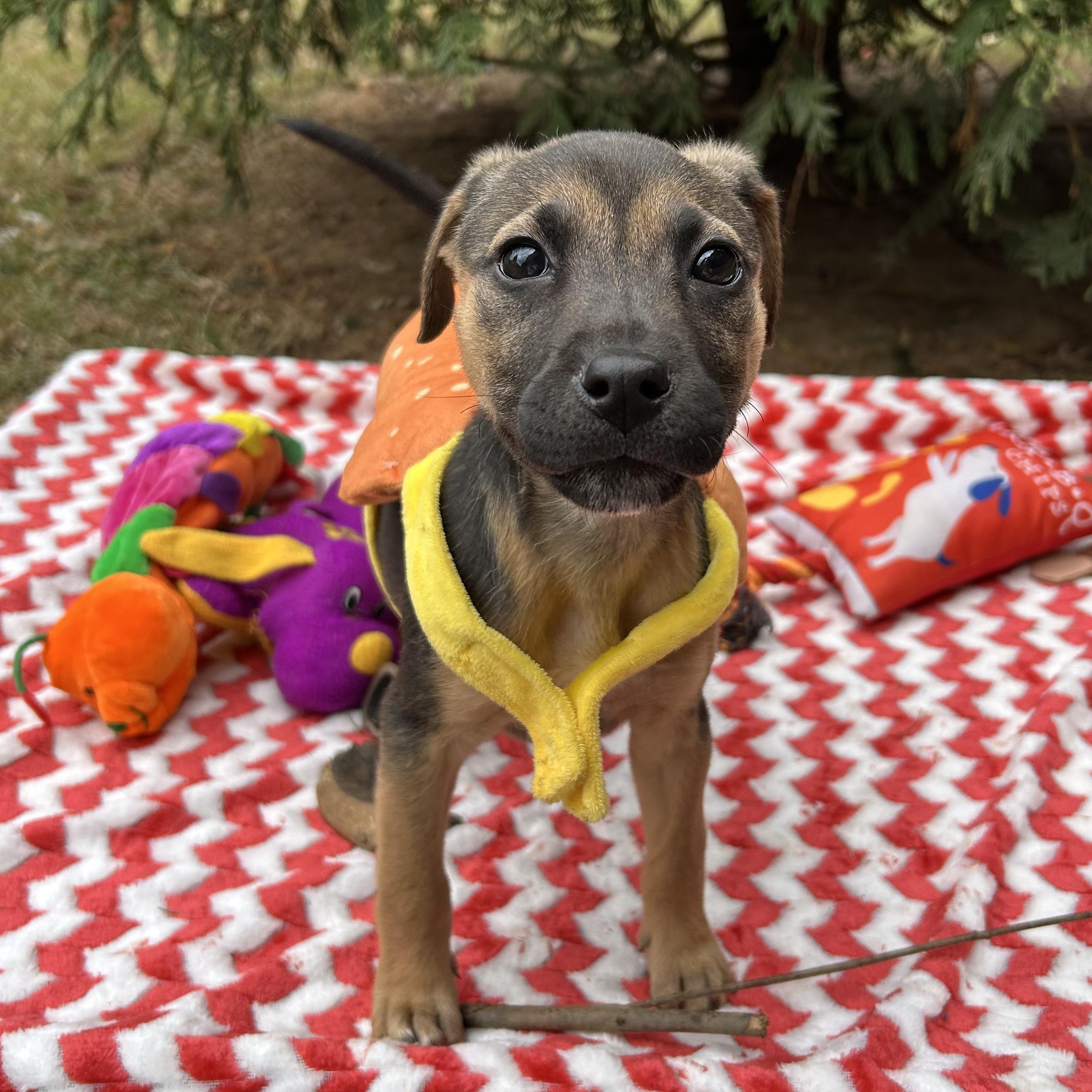 Enlarge Ava, a Adoptable mixed breed in Fort Mill, SC image 4/4