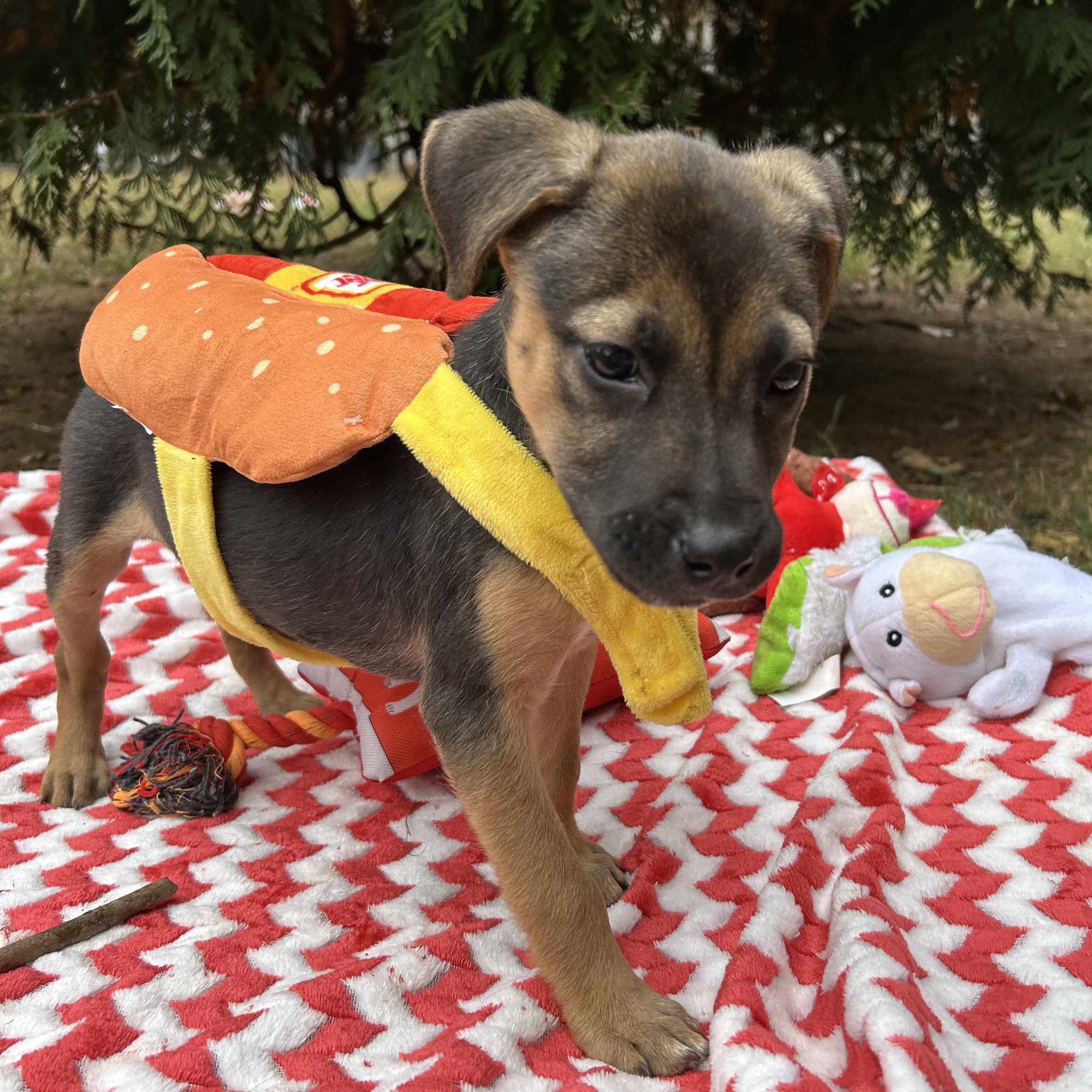 Enlarge Ava, a Adoptable mixed breed in Fort Mill, SC image 1/4