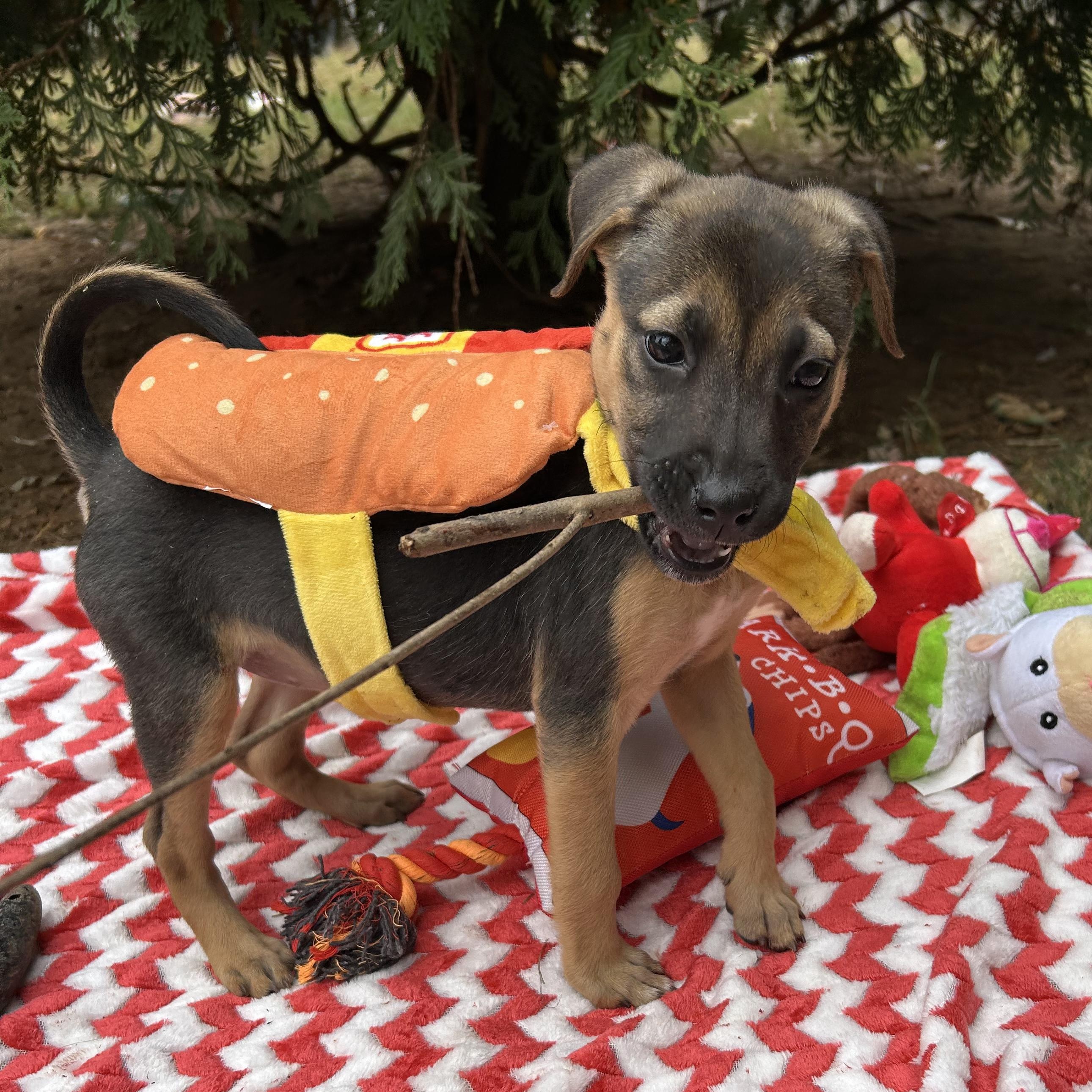 Enlarge Ava, a Adoptable mixed breed in Fort Mill, SC image 3/4