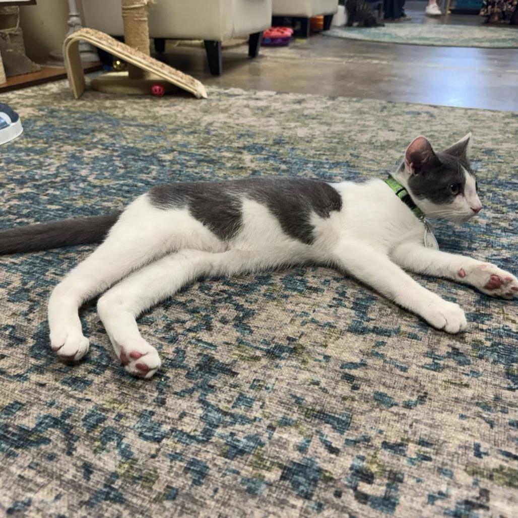 Fish, Adoptable, Young Male Domestic Short Hair.