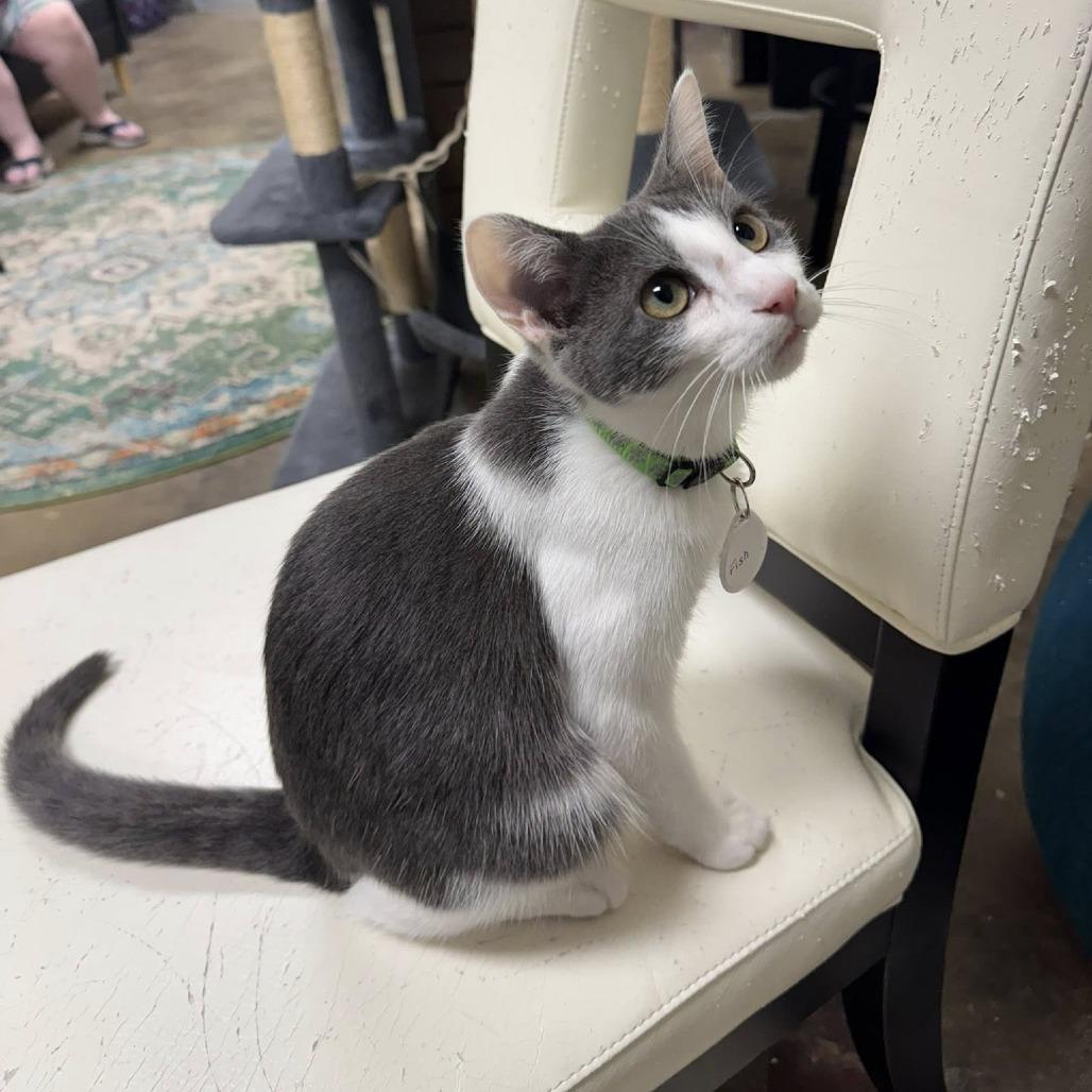 Enlarge Fish, a Adoptable Domestic Short Hair in Huntsville, AL image 2/3