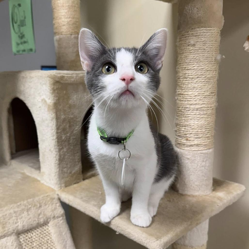 Enlarge Fish, a Adoptable Domestic Short Hair in Huntsville, AL image 3/3