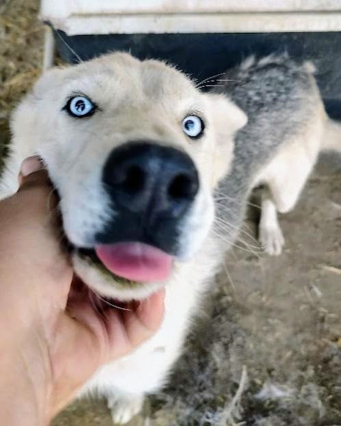 MOON, Adoptable, Adult Female Siberian Husky.