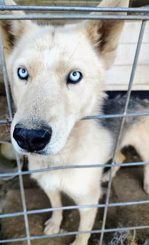 MOON, a Adoptable Siberian Husky in Pena Blanca, NM image 2/7