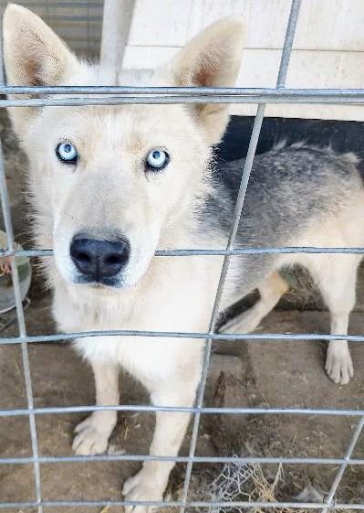 MOON, a Adoptable Siberian Husky in Pena Blanca, NM image 3/7