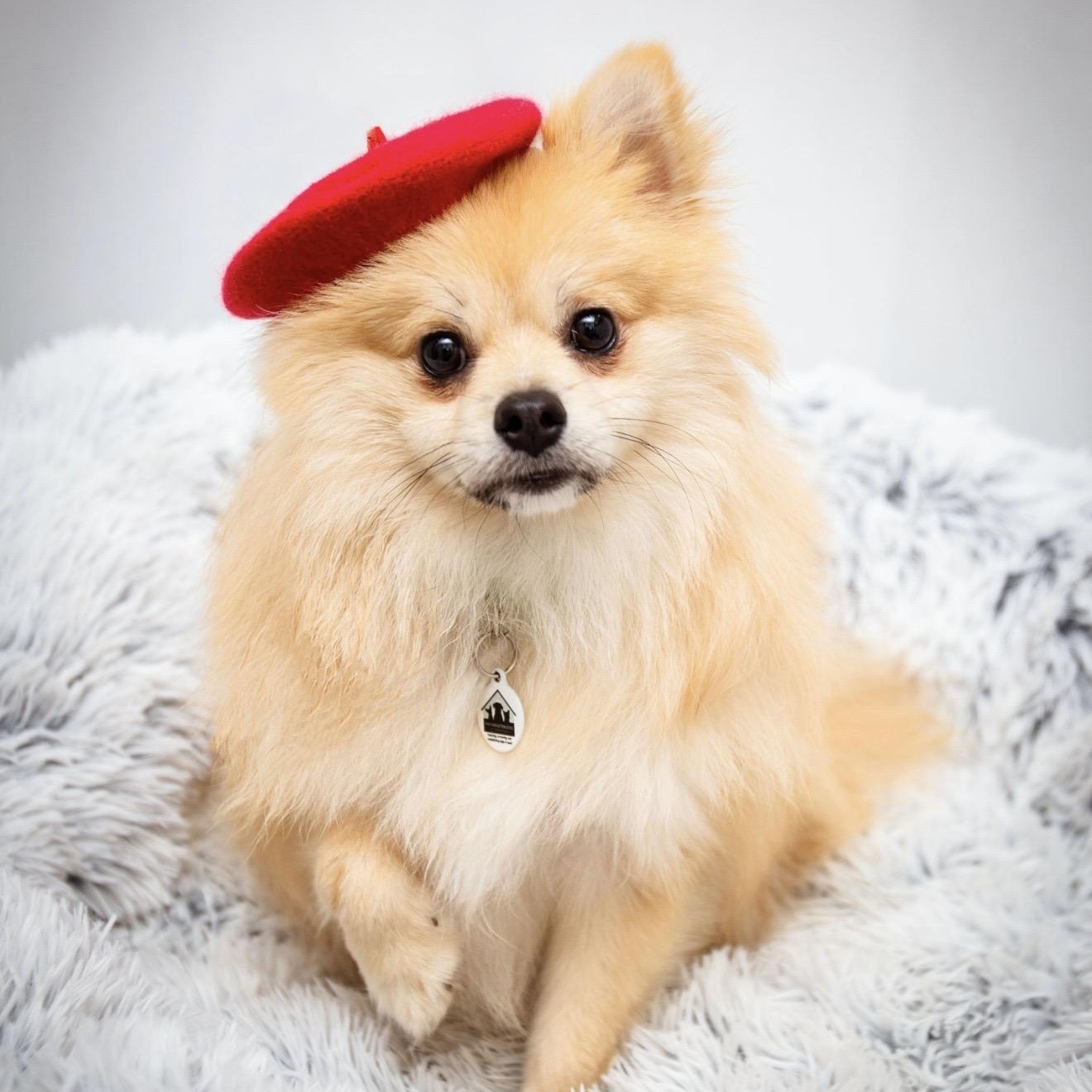 Godiva, adopted, Young Female Pomeranian.