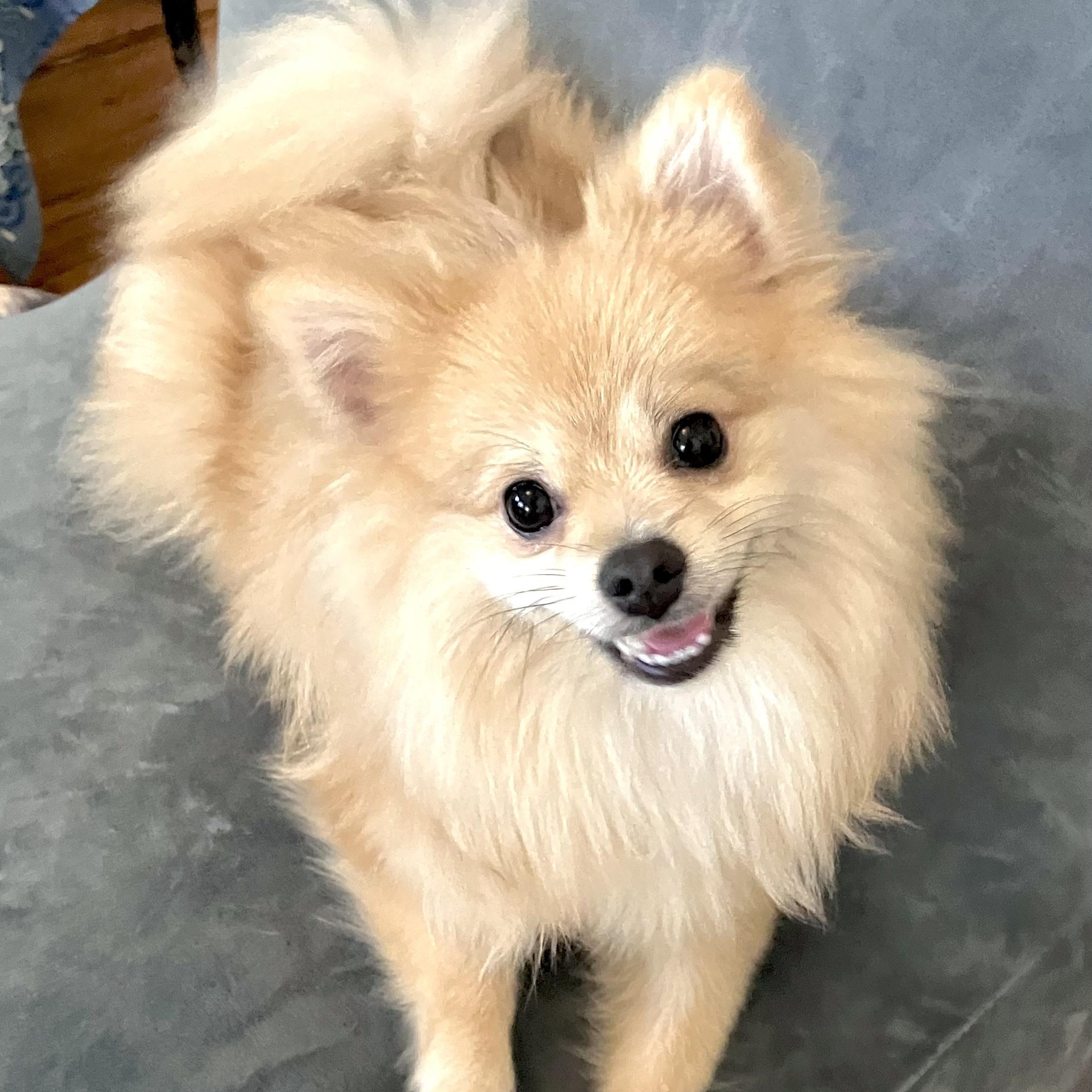 Godiva, an adopted Pomeranian in Santa Monica, CA image 3/4
