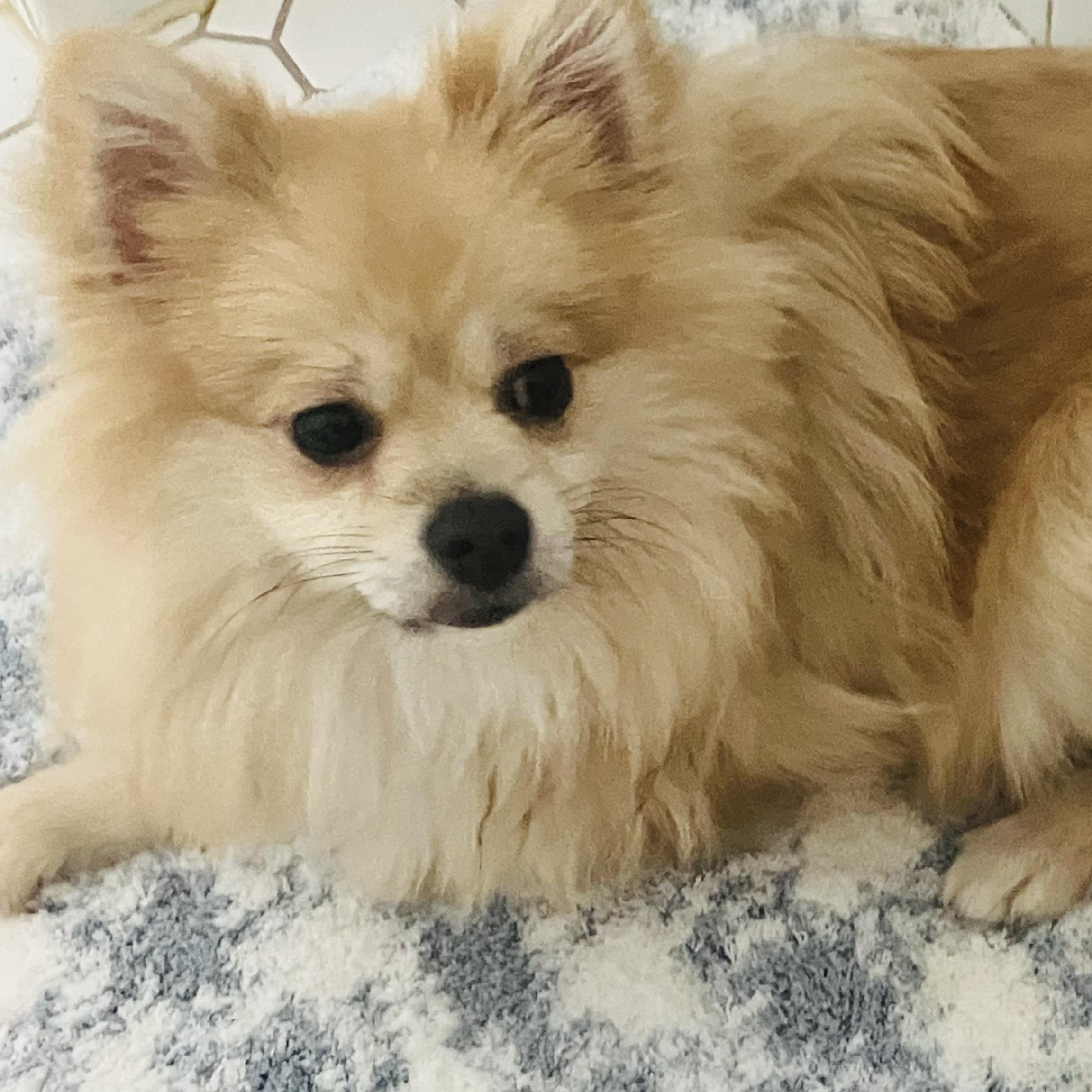 Godiva, an adopted Pomeranian in Santa Monica, CA image 2/4