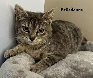 Belladonna, Adopted, Young Female Manx.