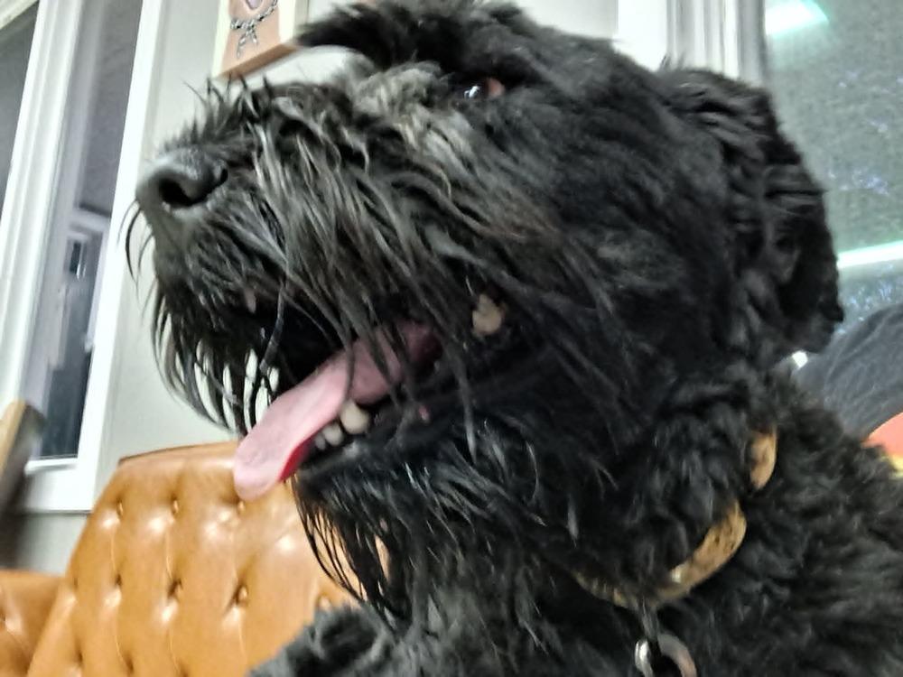 Sprout (FKA Millie (23-104 D), Adoptable, Adult Female Schnauzer.