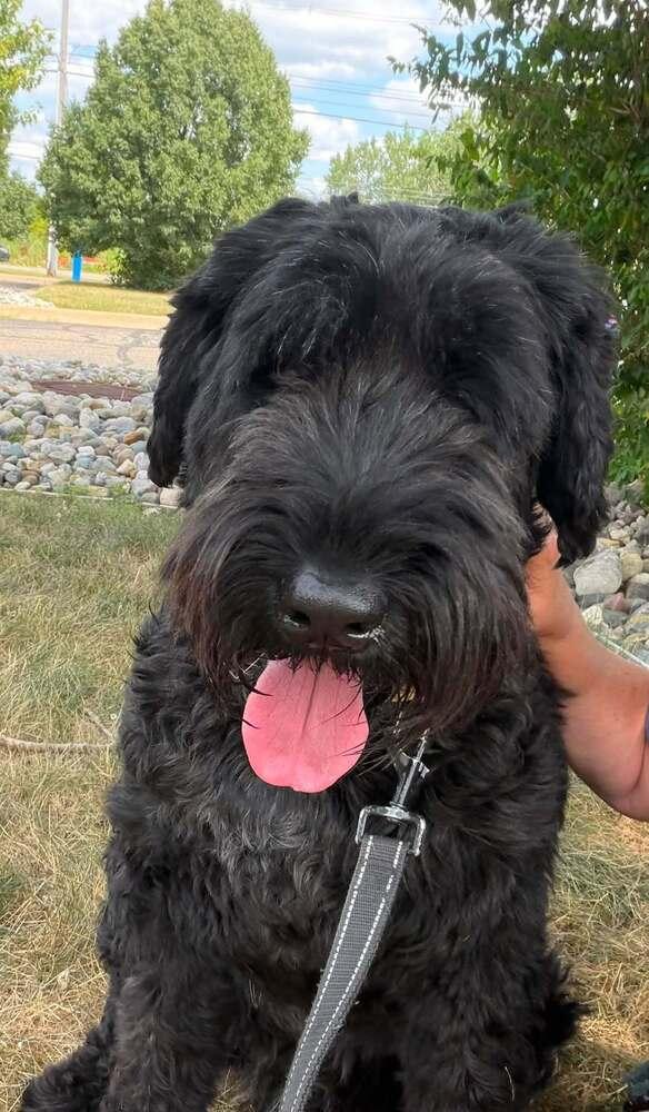 Sprout (FKA Millie (23-104 D), Adoptable, Adult Female Schnauzer.