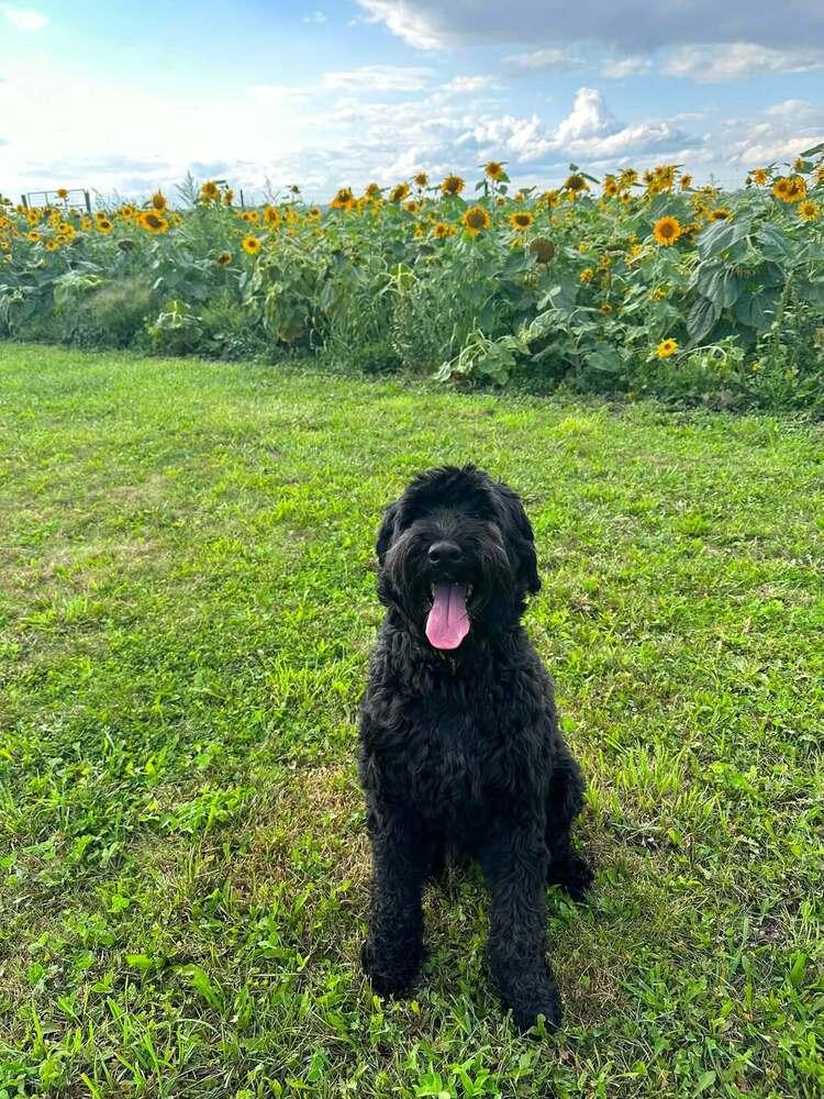 Sprout (FKA Millie (23-104 D), a Adoptable Schnauzer in Lansing, MI image 2/6