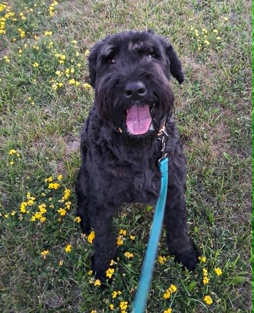 Sprout (FKA Millie (23-104 D), a Adoptable Schnauzer in Lansing, MI image 3/6