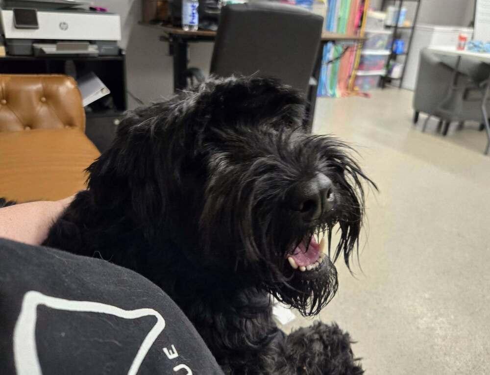 Sprout (FKA Millie (23-104 D), a Adoptable Schnauzer in Lansing, MI image 3/6