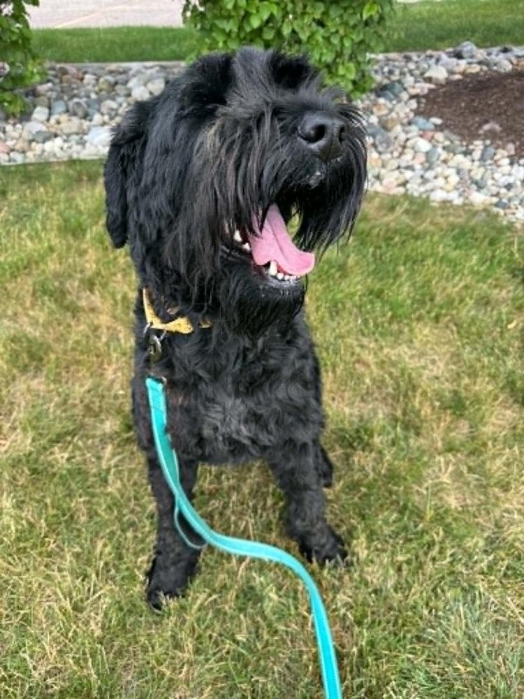 Sprout (FKA Millie (23-104 D), a Adoptable Schnauzer in Lansing, MI image 4/6