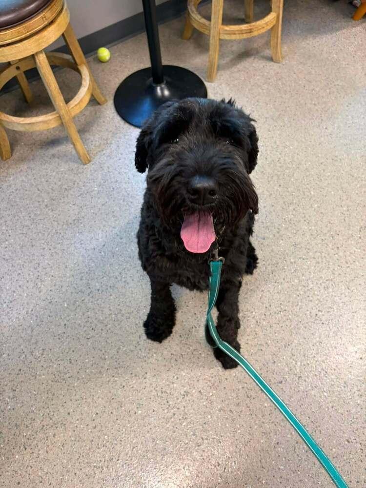 Sprout (FKA Millie (23-104 D), a Adoptable Schnauzer in Lansing, MI image 5/6