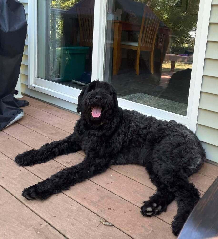 Sprout (FKA Millie (23-104 D), a Adoptable Schnauzer in Lansing, MI image 6/6