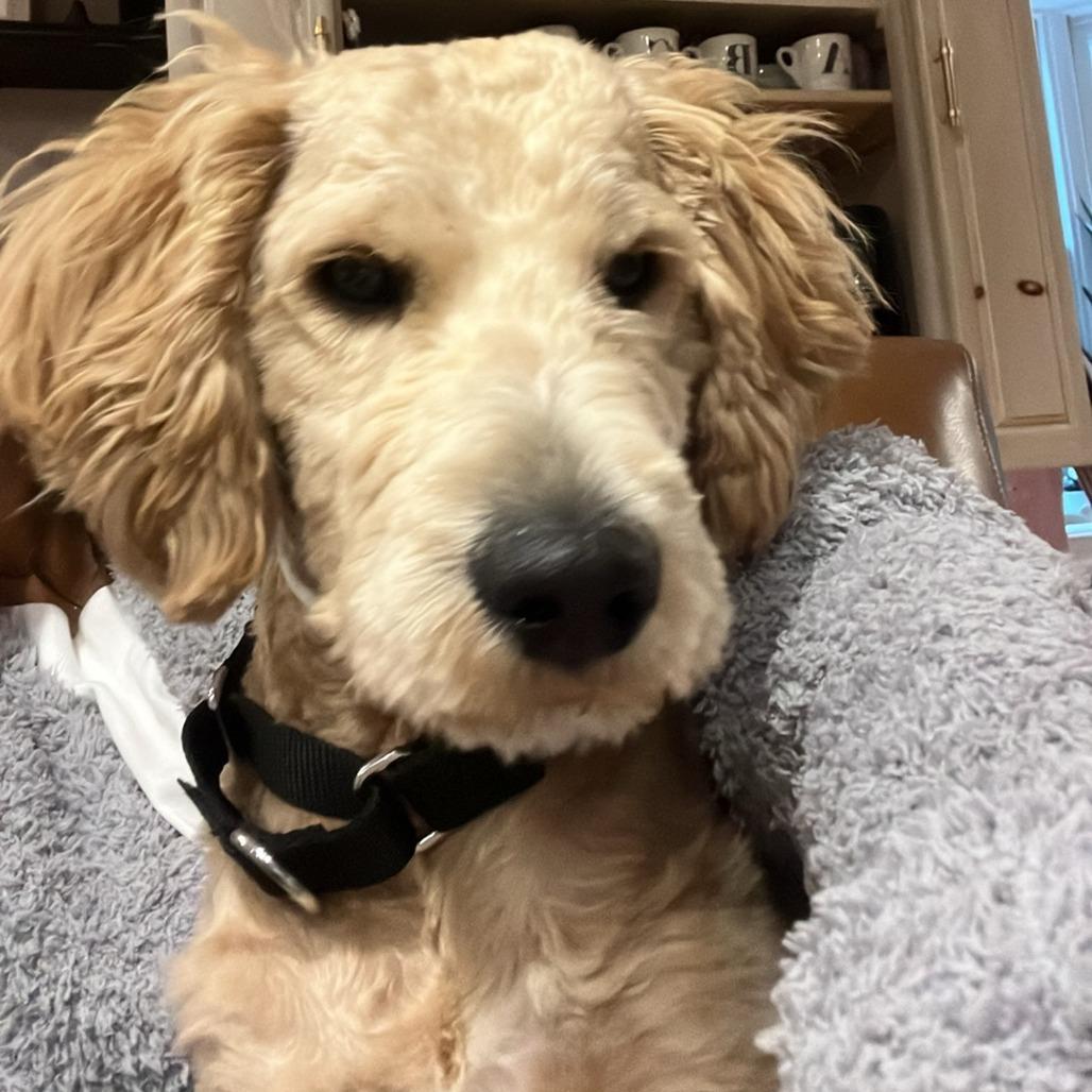 Biscuit photo