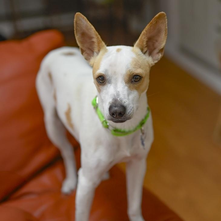 Sam, a Adoptable mixed breed in Hopkinton, MA image 6/6