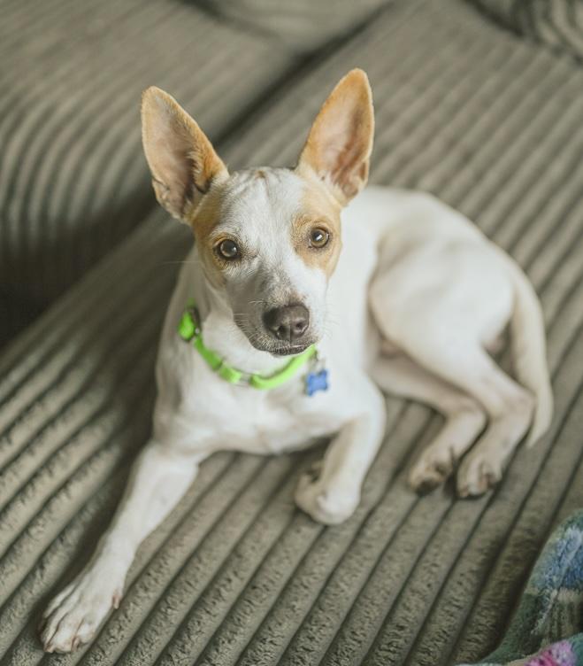 Sam, a Adoptable mixed breed in Hopkinton, MA image 4/6