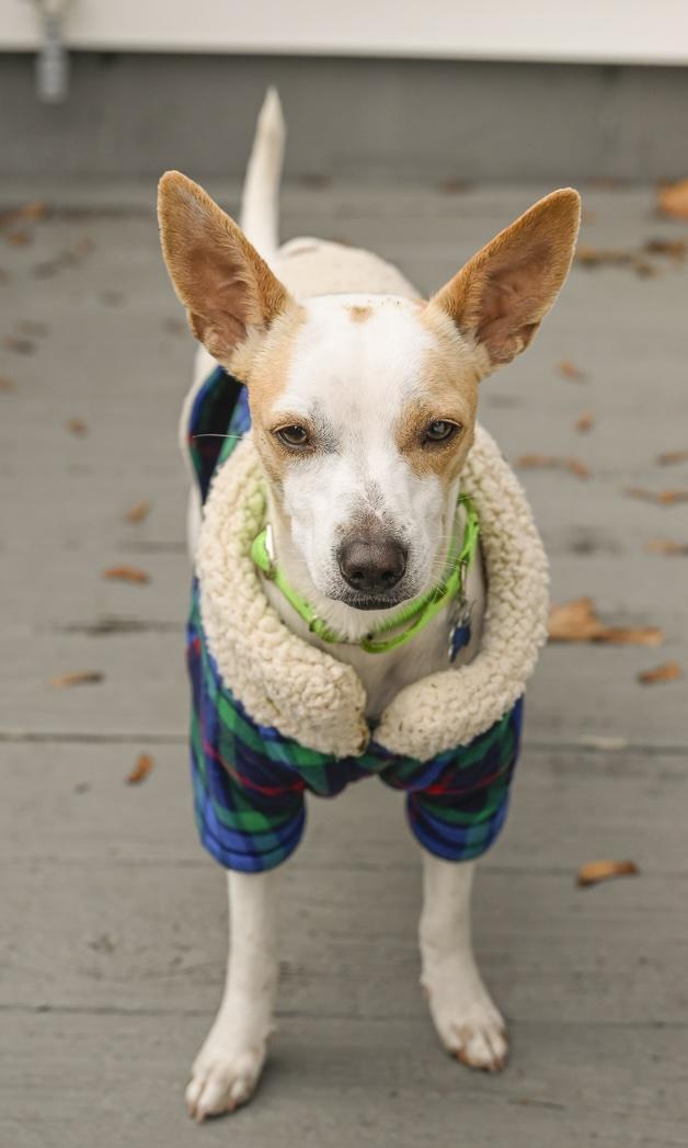 Sam, a Adoptable mixed breed in Hopkinton, MA image 5/6