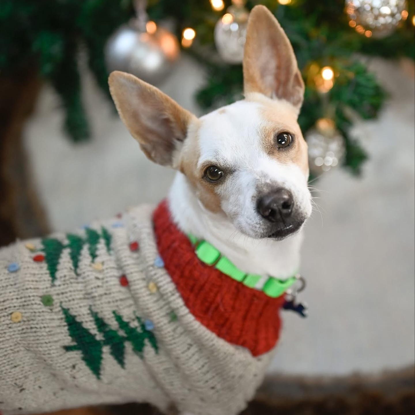 Sam, a Adoptable mixed breed in Hopkinton, MA image 2/6