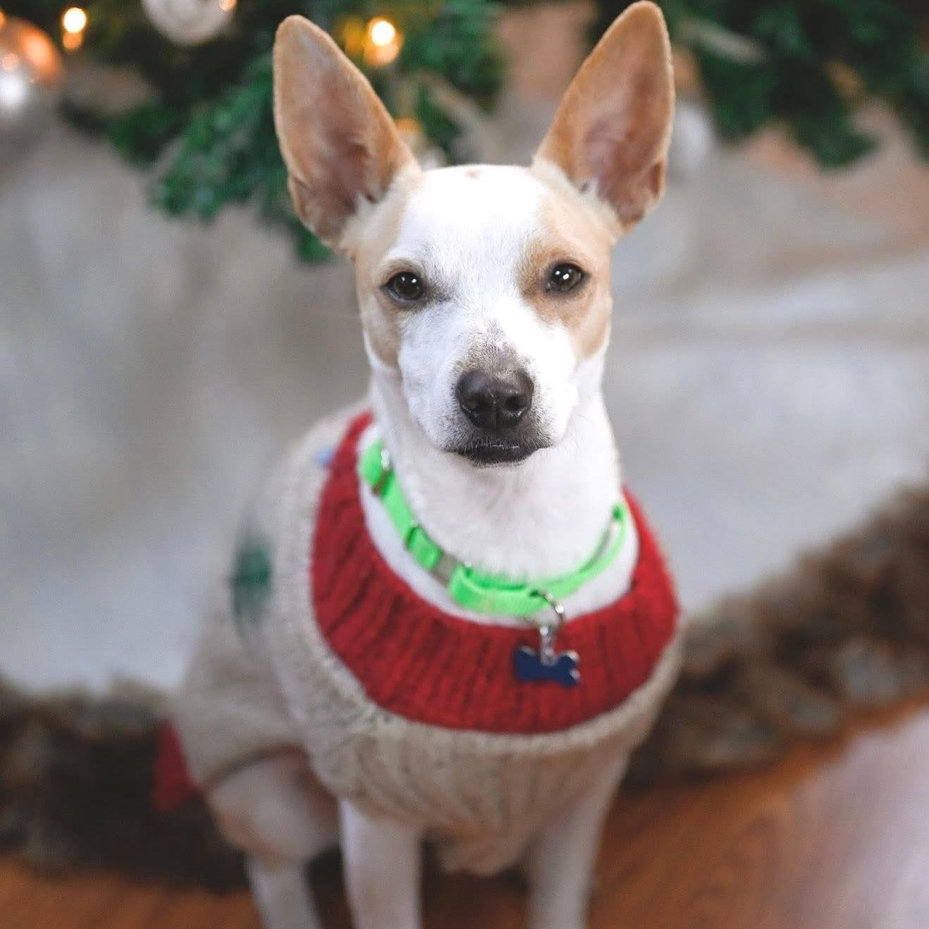 Sam, a Adoptable mixed breed in Hopkinton, MA image 1/6