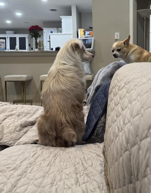 Enlarge Georgia / Falcore, a Adoptable Australian Shepherd in Arlington, TX image 2/5