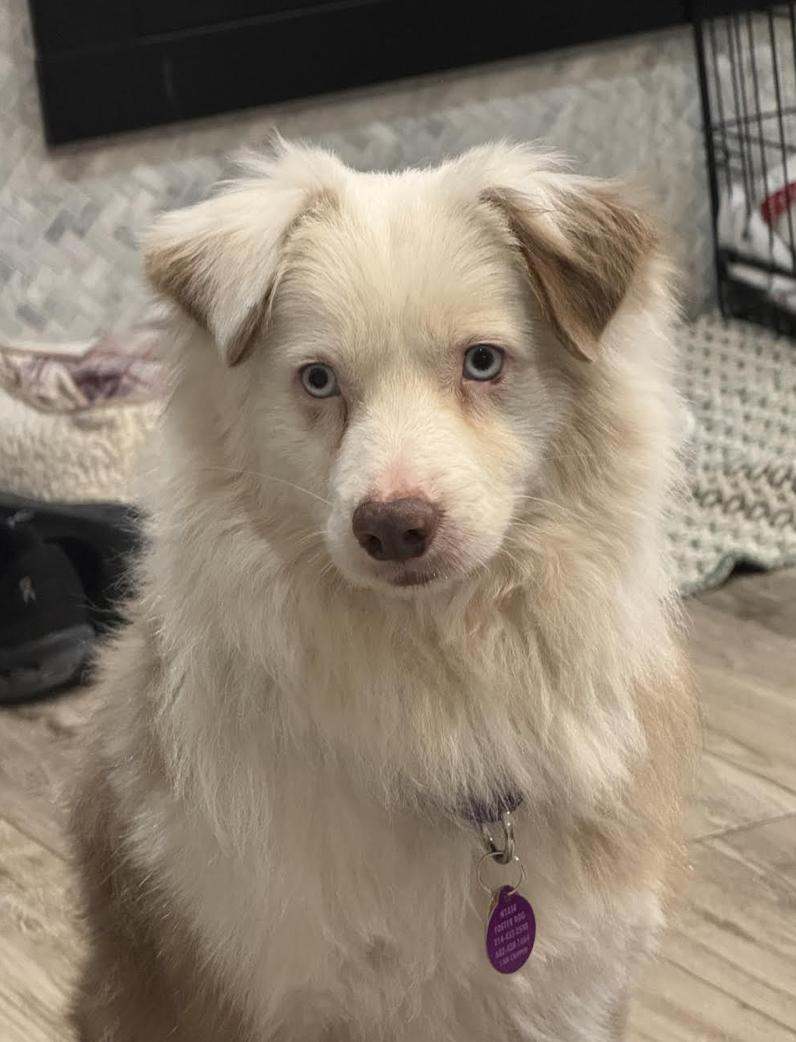 Enlarge Georgia / Falcore, a Adoptable Australian Shepherd in Arlington, TX image 3/5