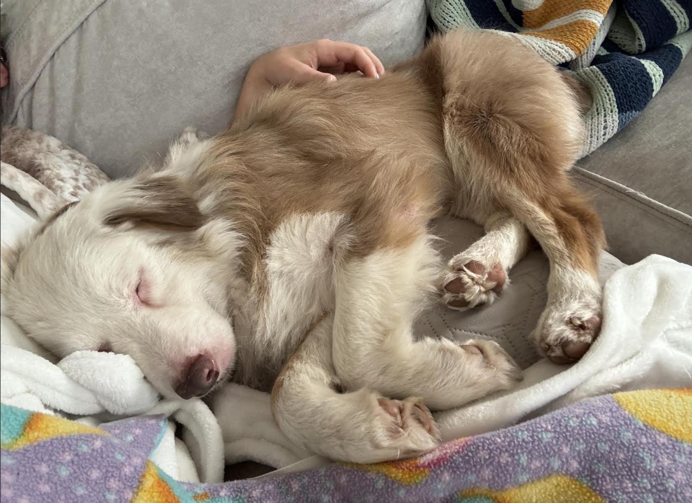 Enlarge Georgia / Falcore, a Adoptable Australian Shepherd in Arlington, TX image 4/5