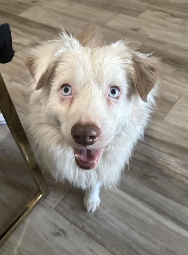 Enlarge Georgia / Falcore, a Adoptable Australian Shepherd in Arlington, TX image 5/5