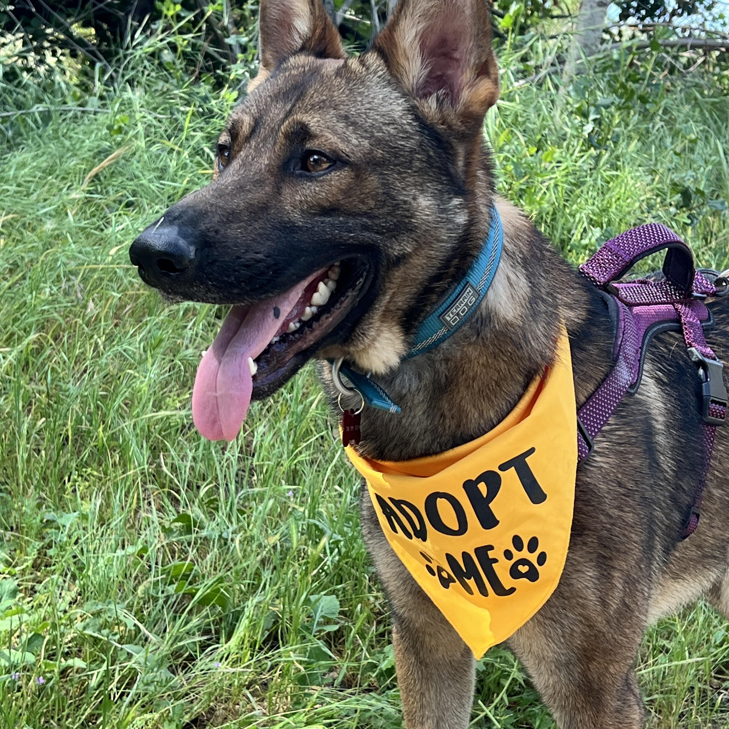 Bruin, ADOPTABLE, Adult Male Dutch Shepherd.