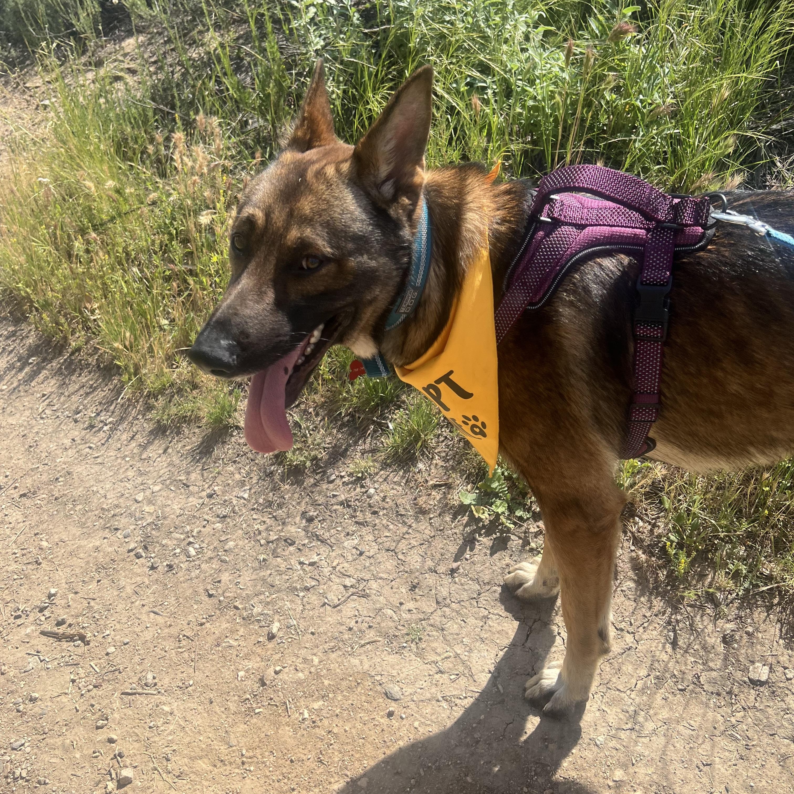 Enlarge Bruin, a ADOPTABLE mixed breed in West Hills, CA image 5/5
