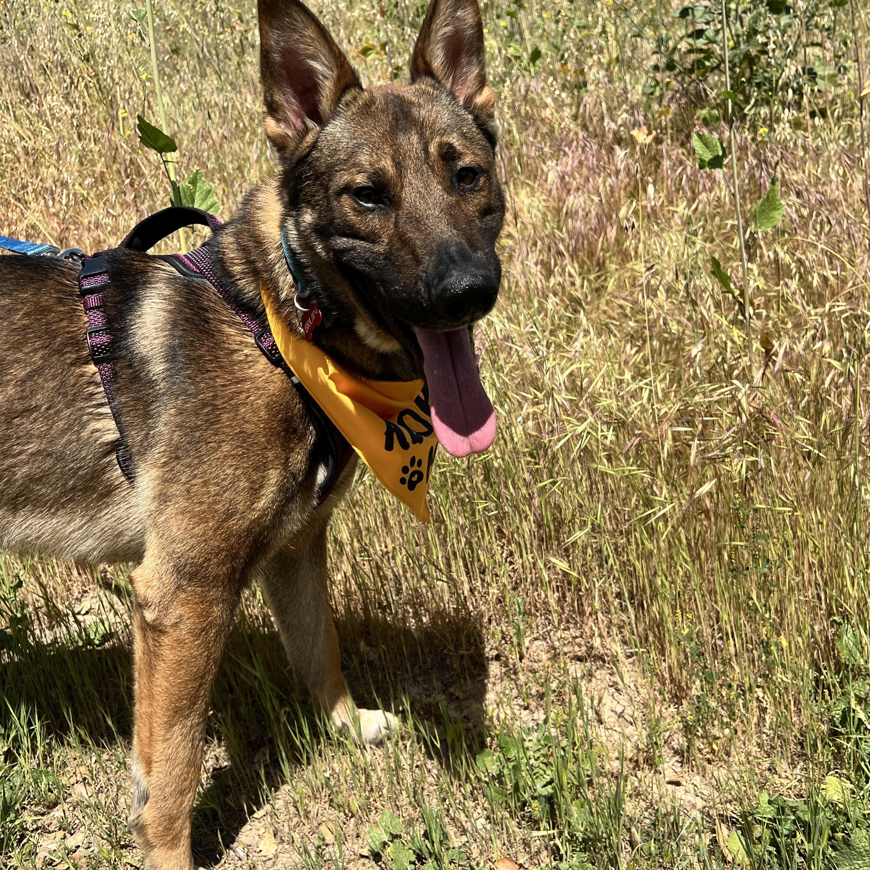 Enlarge Bruin, a ADOPTABLE mixed breed in West Hills, CA image 3/5