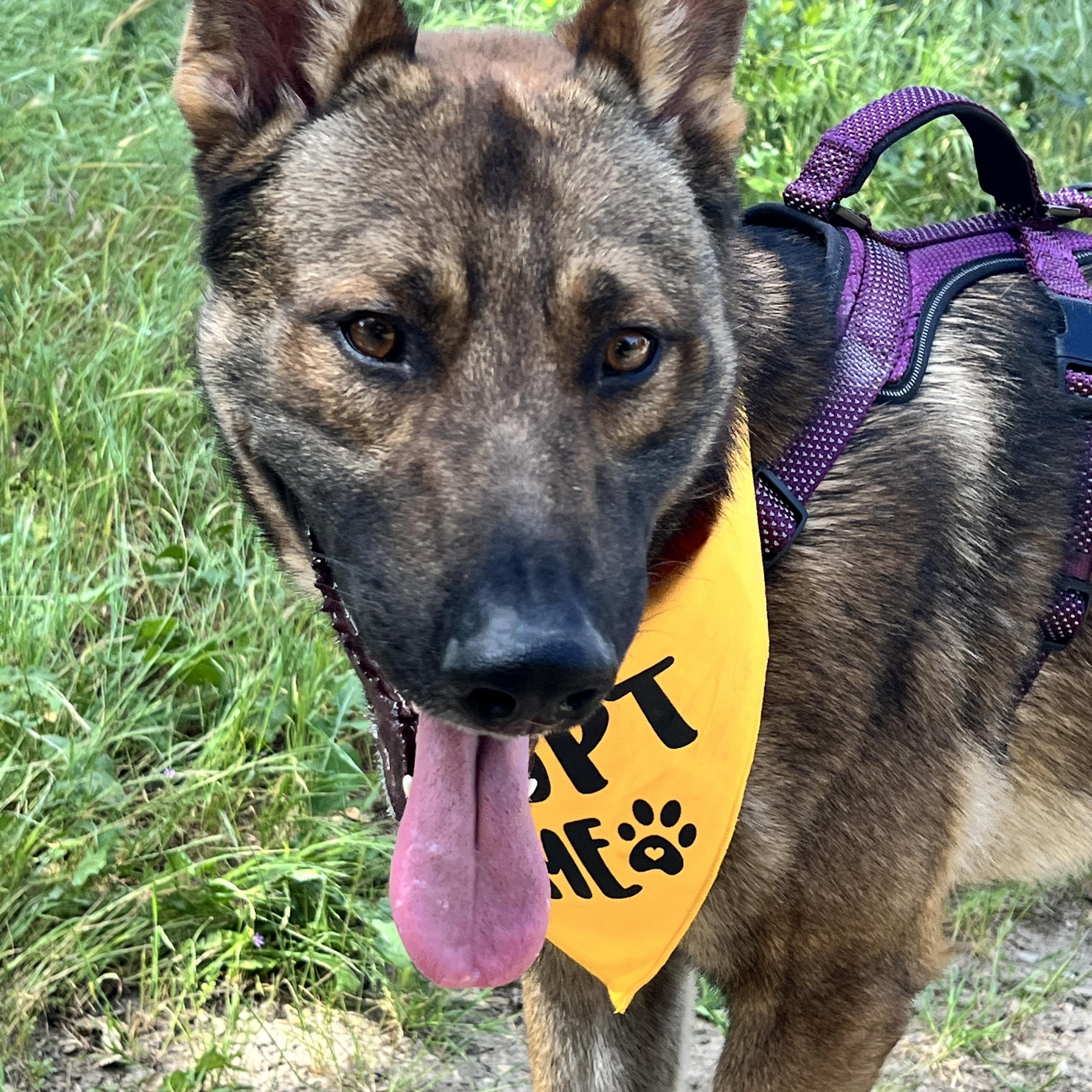 Enlarge Bruin, a ADOPTABLE mixed breed in West Hills, CA image 2/5