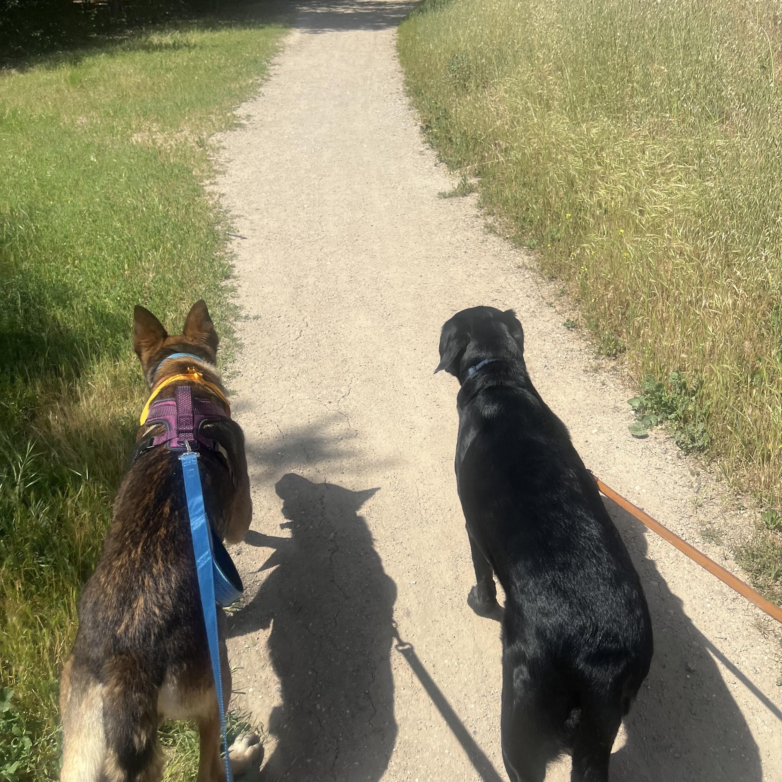 Enlarge Bruin, a ADOPTABLE mixed breed in West Hills, CA image 4/5