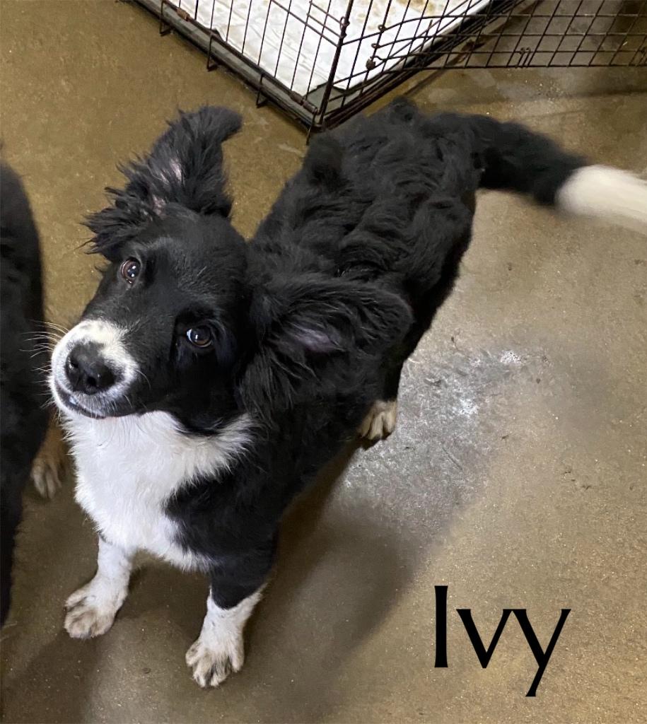Enlarge Ivy, an adopted mixed breed in Pembroke, MA image 1/3