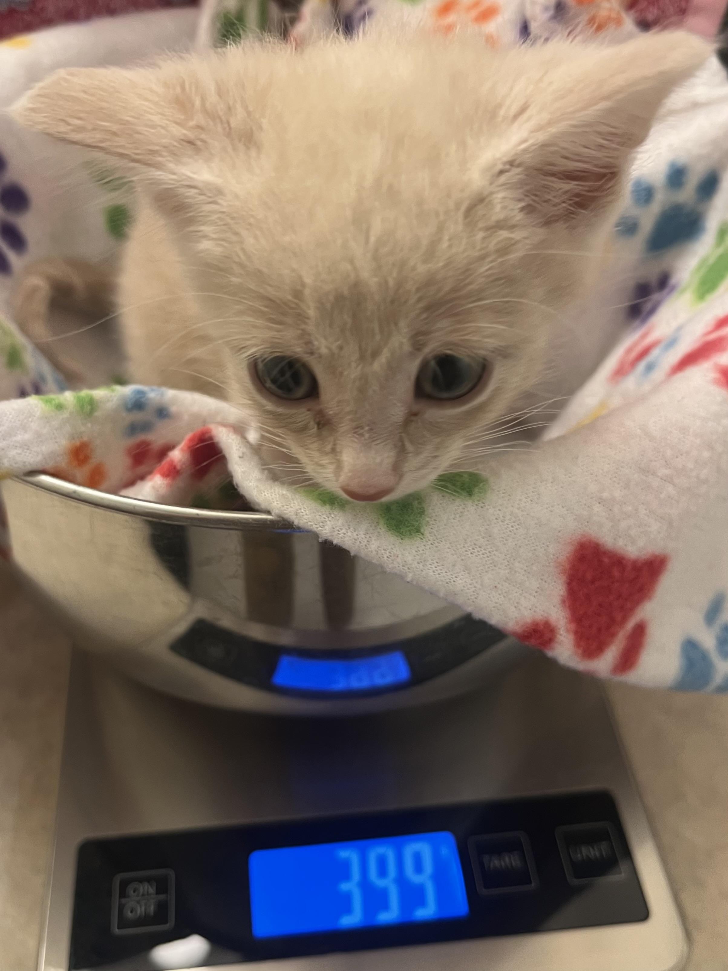 Wensleydale, Adoptable, Kitten Female Domestic Short Hair.