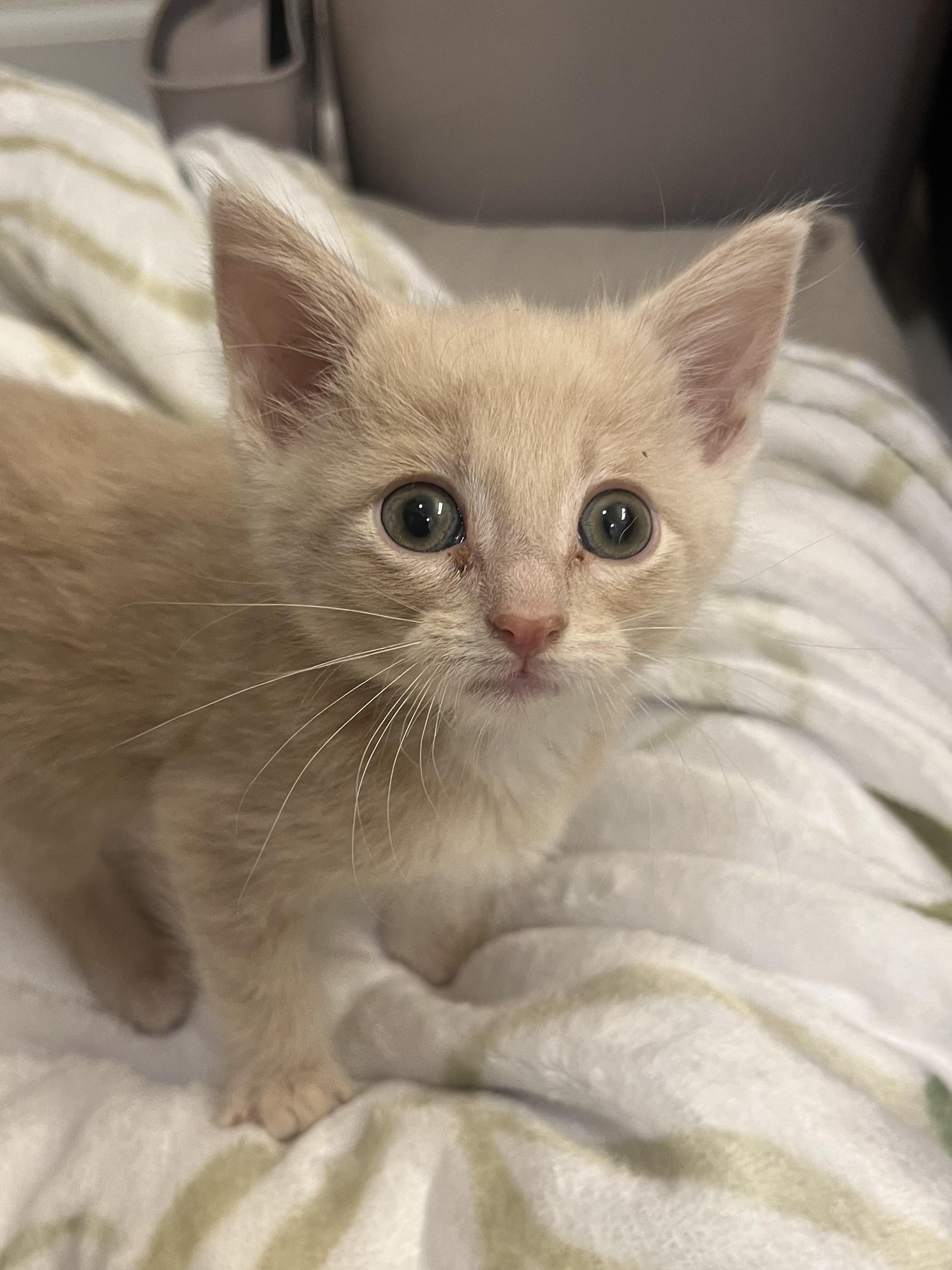 Enlarge Wensleydale, a Adoptable Domestic Short Hair in Knoxville, TN image 2/4