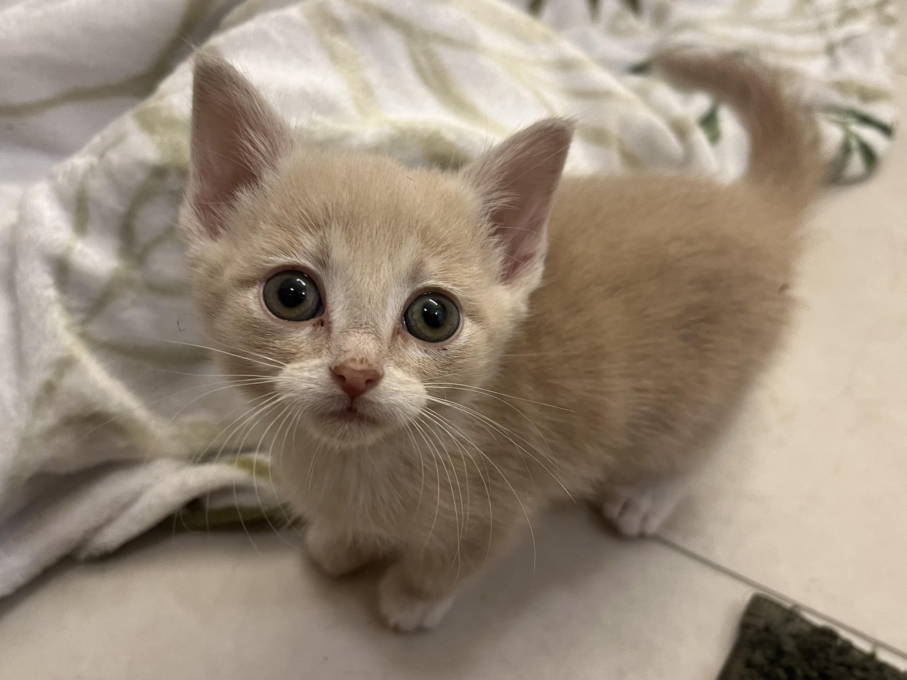 Enlarge Wensleydale, a Adoptable Domestic Short Hair in Knoxville, TN image 3/4