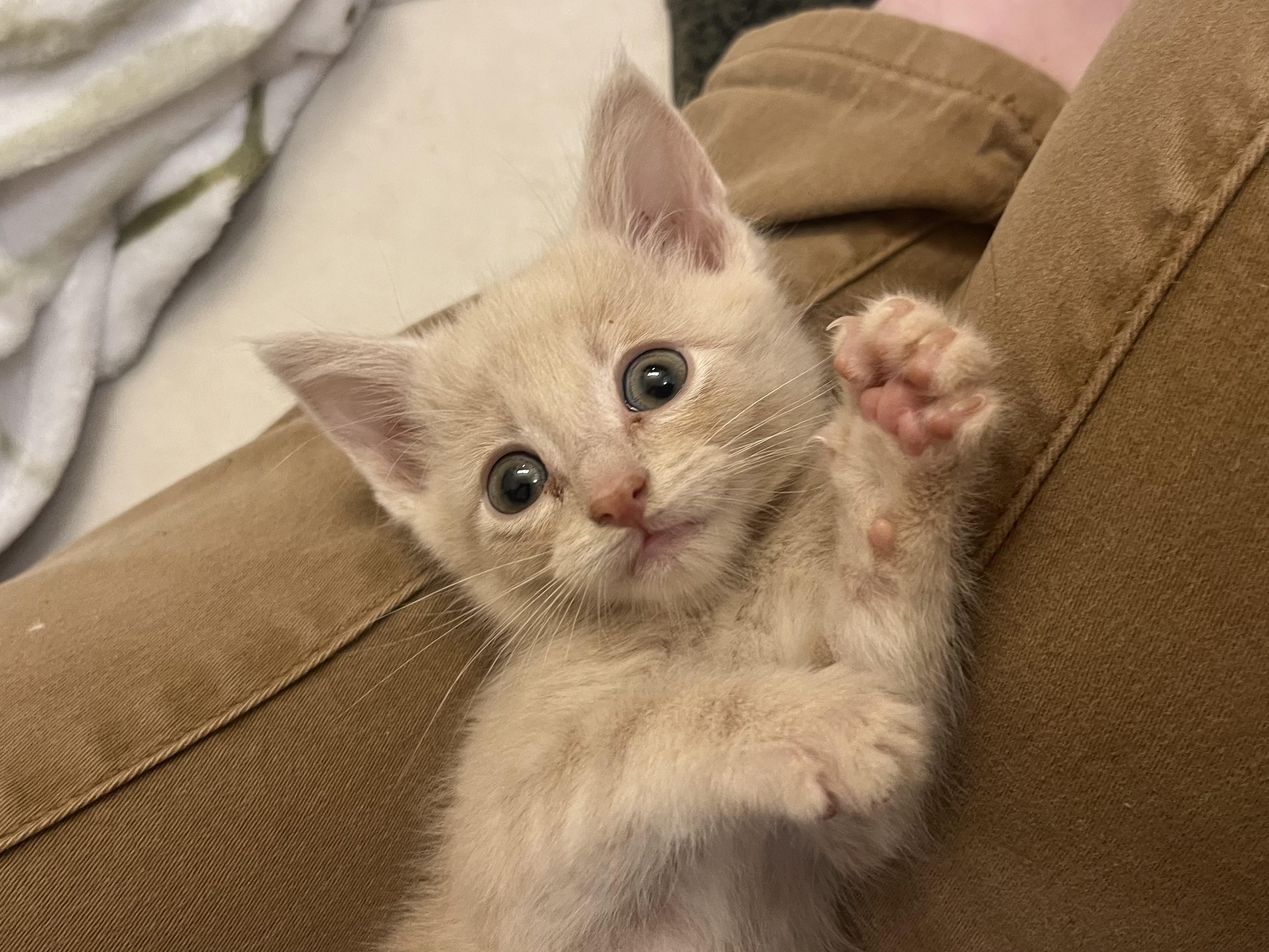 Enlarge Wensleydale, a Adoptable Domestic Short Hair in Knoxville, TN image 4/4