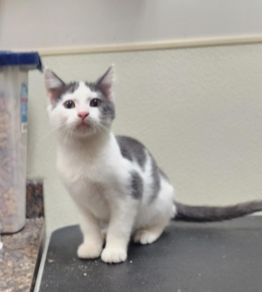 Curly, Adoptable, Kitten Male Domestic Short Hair.