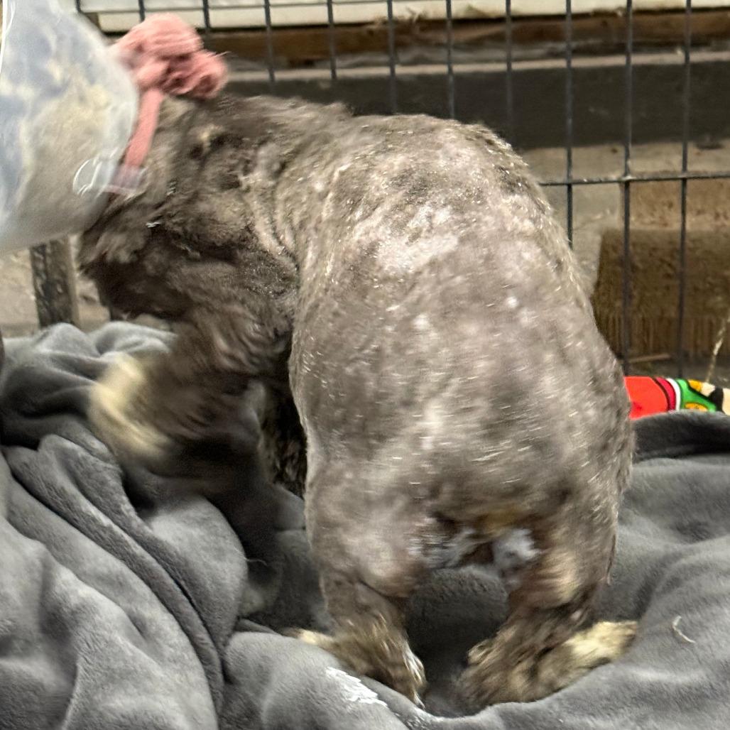 Enlarge Bobby, a Adoptable mixed breed in Lancaster, OH image 1/5
