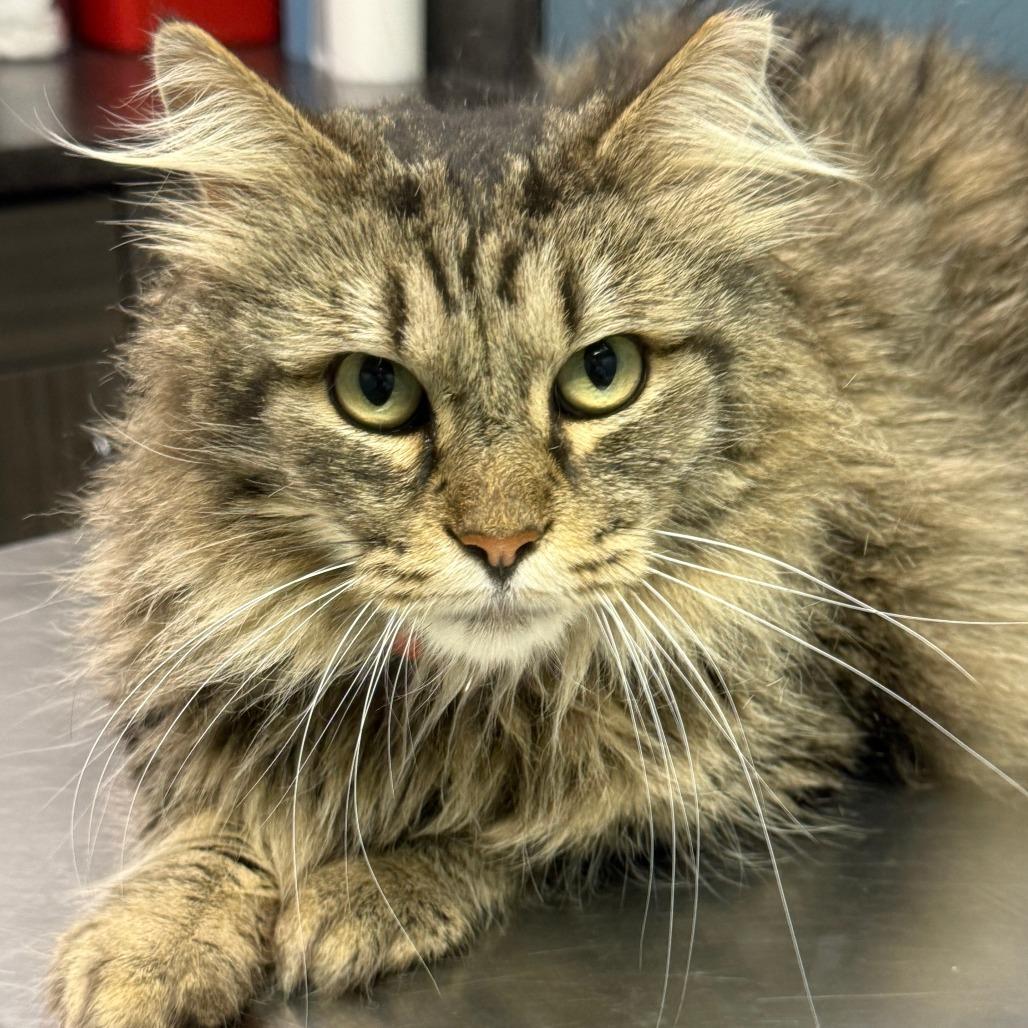 Enlarge Bobby, a Adoptable mixed breed in Lancaster, OH image 2/5