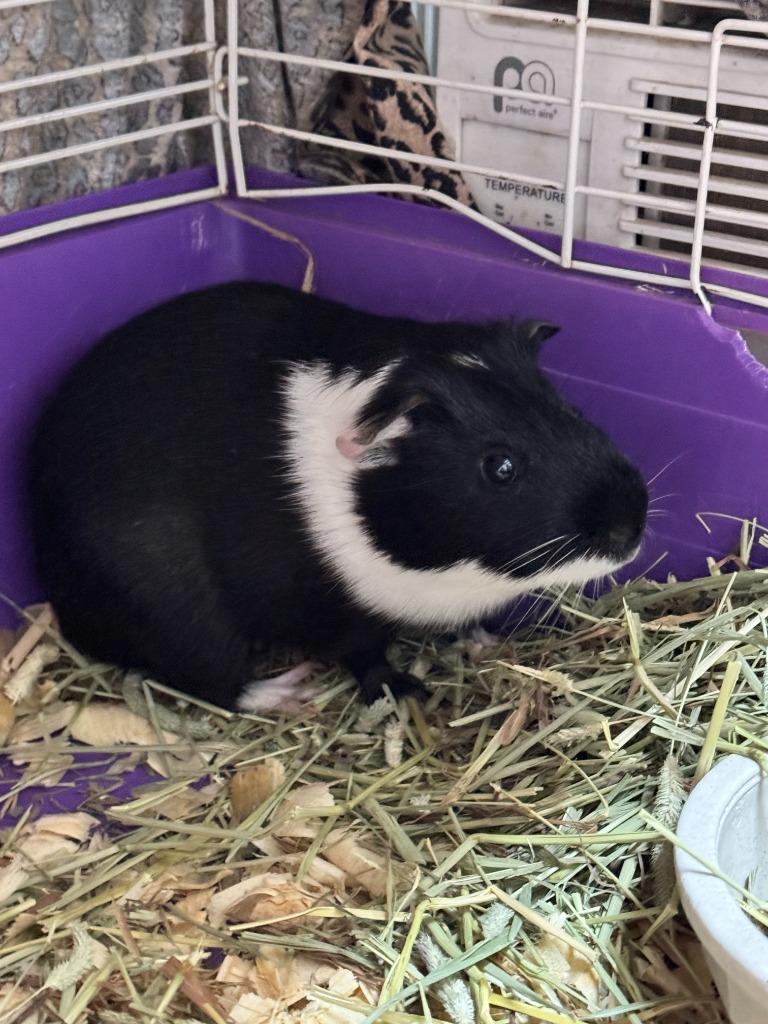 Enlarge Dumpling, a Adoptable Guinea Pig in Pine Grove, PA image 1/1