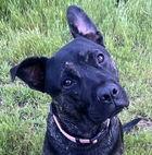 Enlarge Linus D5183, a Adoptable mixed breed in Fremont, CA image 1/1