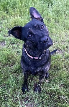 Linus D5183, a Adoptable mixed breed in Fremont, CA image 2/2